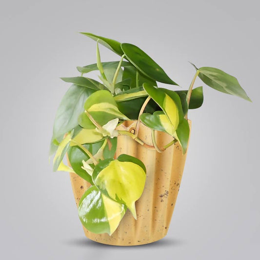 Philodendron Scandens Brazil Indoor House Plant in a 13cm Nursery Pot with Yellow Plant Pot