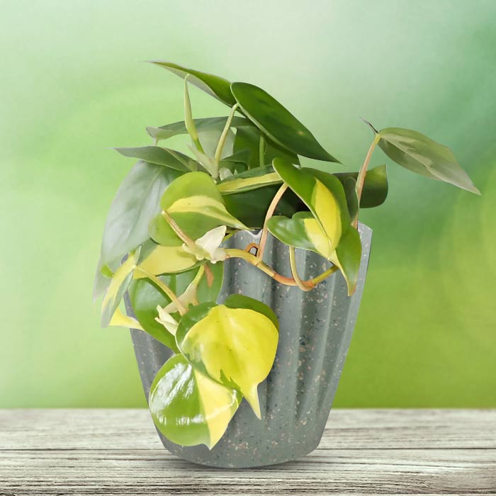 Philodendron Scandens Brazil Houseplant in a 13cm Nursery Pot with Sage Green Pot