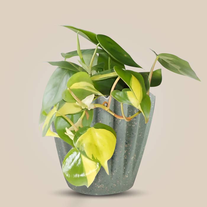 Philodendron Scandens Brazil Houseplant in a 13cm Nursery Pot with Sage Green Pot