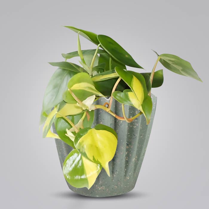 Philodendron Scandens Brazil Houseplant in a 13cm Nursery Pot with Sage Green Pot