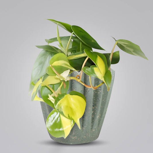 Philodendron Scandens Brazil Houseplant in a 13cm Nursery Pot with Sage Green Pot