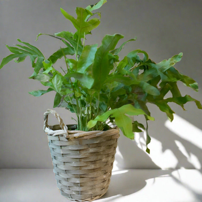 Blue Star Fern (Phlebodium Aureum Houseplant)