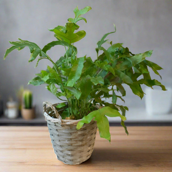 Blue Star Fern (Phlebodium Aureum Houseplant)