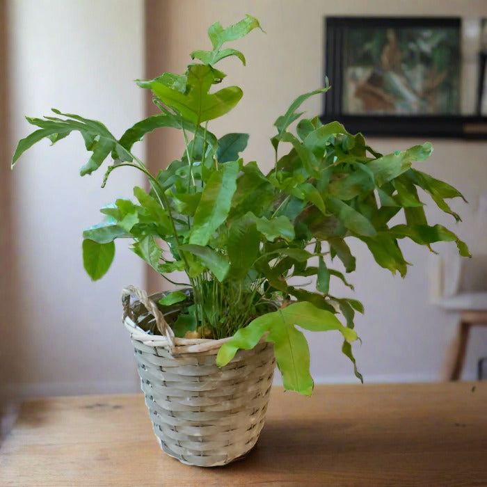 Blue Star Fern (Phlebodium Aureum Houseplant)