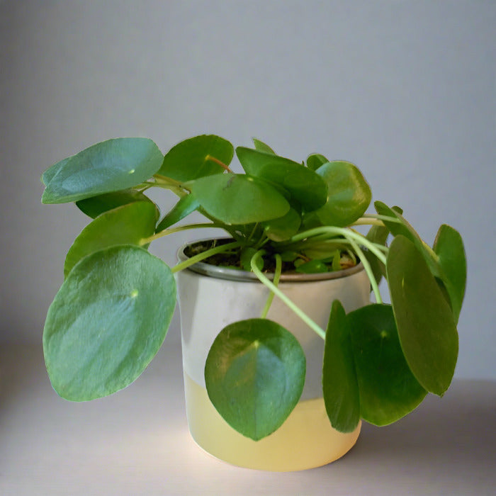 Pilea Peperomioides Houseplant in a plant pot