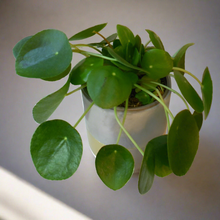 Chinese Money Plant in a pot