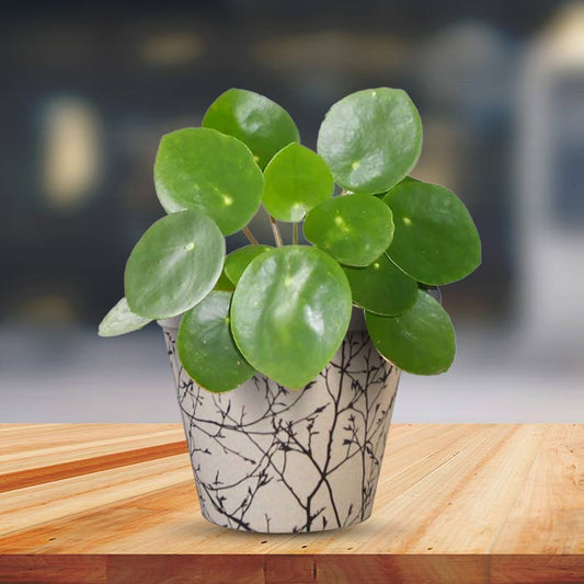 Pilea Peperomioides Houseplant in a 13cm Nursery Pot with Bamboo Plant Pot