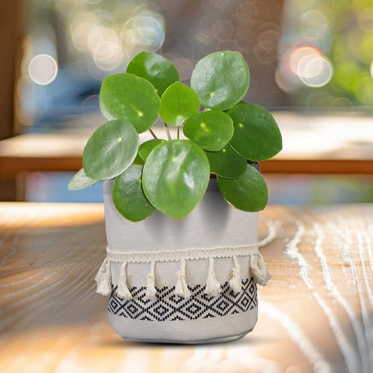 Pilea Peperomioides House Plant in a 13cm Nursery Pot with Cotton Pot