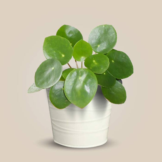 Pilea Peperomioides Indoor Plant in a 13cm Nursery Pot with White Metal Pot