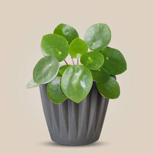 Pilea Peperomioides Indoor Houseplant in a 13cm Nursery Pot with Grey Pot