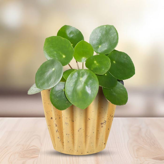 Pilea Peperomioides Indoor House Plant in a 13cm Nursery Pot with Yellow Plant Pot