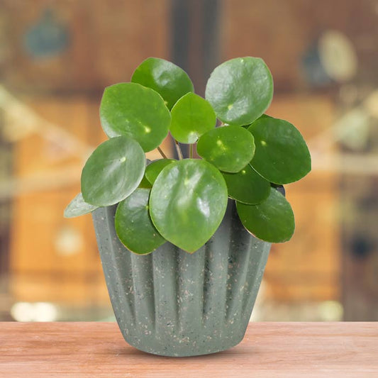 Pilea Peperomioides Houseplant in a 13cm Nursery Pot with Sage Green Pot