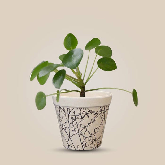 Pilea Peperomioides Houseplant in a 9cm Nursery Pot with Bamboo Plant Pot