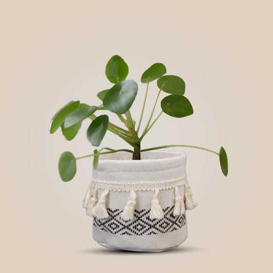 Pilea Peperomioides with Cotton Pot