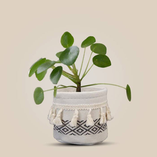 Pilea Peperomioides House Plant in a 9cm Nursery Pot with Cotton Pot