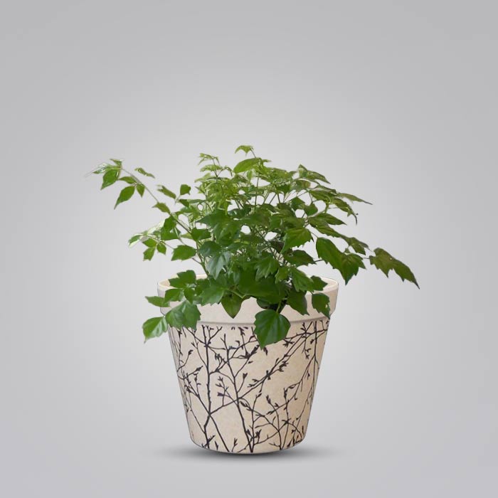 Radamachera Houseplant in a 9cm Nursery Pot with Bamboo Plant Pot