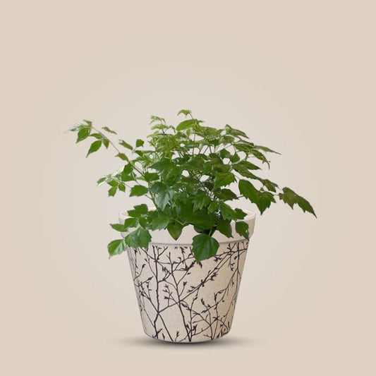 Radamachera with Bamboo Plant Pot