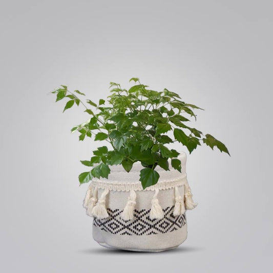 Radamachera with Cotton Pot