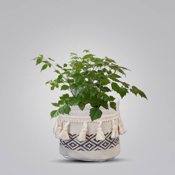 Radamachera House Plant in a 9cm Nursery Pot with Cotton Pot