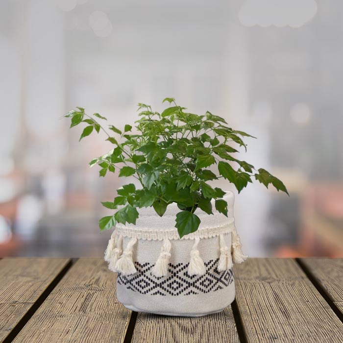 Radamachera House Plant in a 9cm Nursery Pot with Cotton Pot