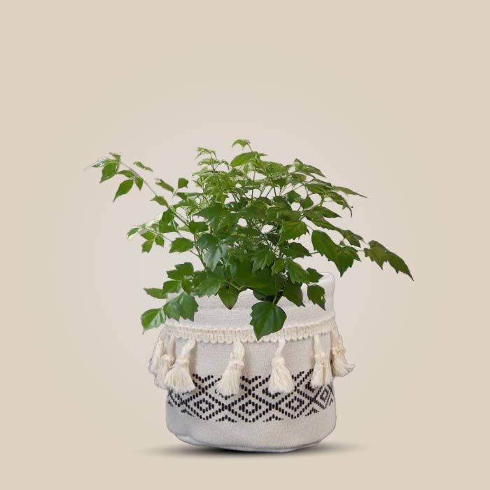 Radamachera House Plant in a 9cm Nursery Pot with Cotton Pot