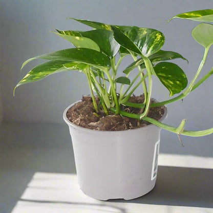 Trio of Bathroom Plants