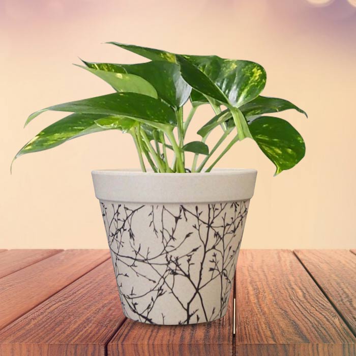 Scindapsus Aureus Houseplant in a 13cm Nursery Pot with Bamboo Plant Pot