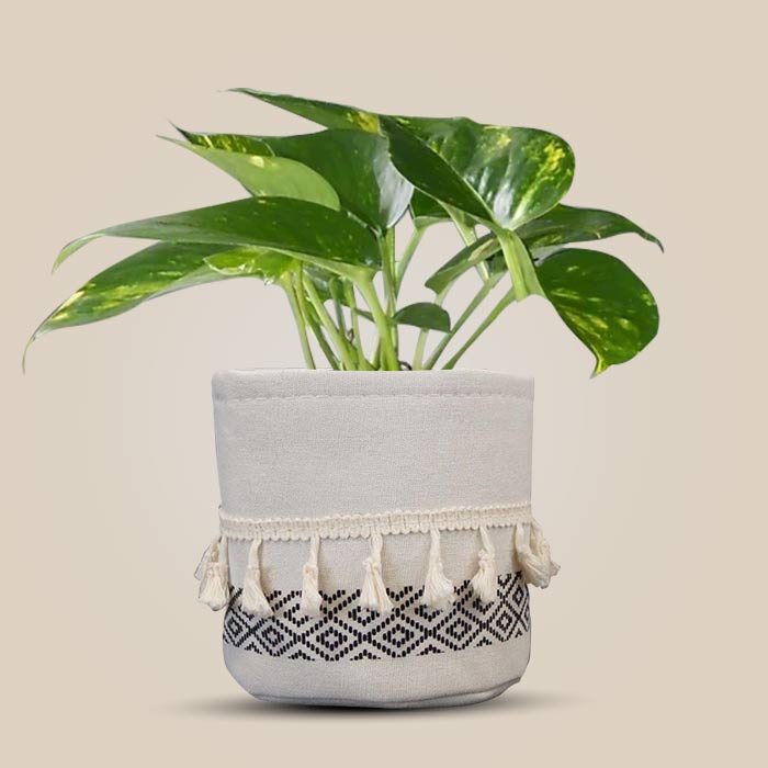 Scindapsus Aureus House Plant in a 13cm Nursery Pot with Cotton Pot