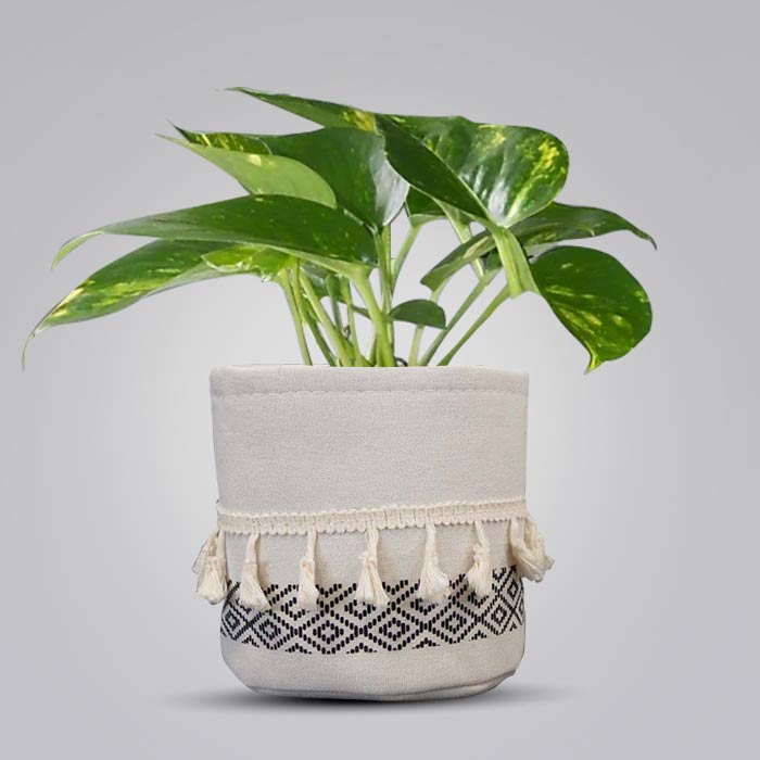 Scindapsus Aureus House Plant in a 13cm Nursery Pot with Cotton Pot