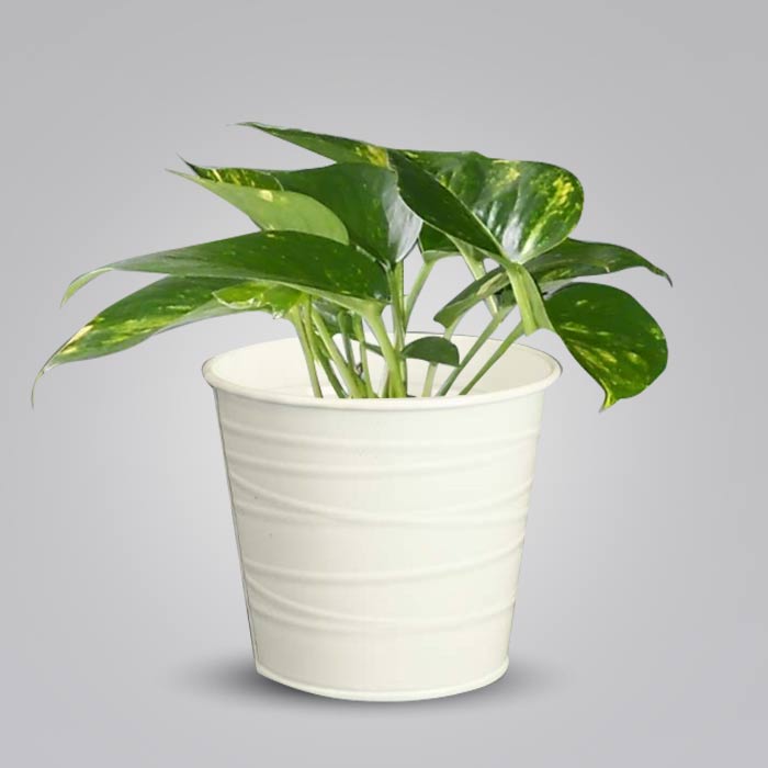 Scindapsus Aureus Indoor Plant in a 13cm Nursery Pot with White Metal Pot