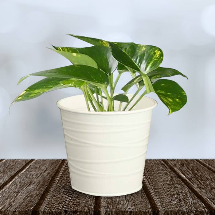 Scindapsus Aureus Indoor Plant in a 13cm Nursery Pot with White Metal Pot