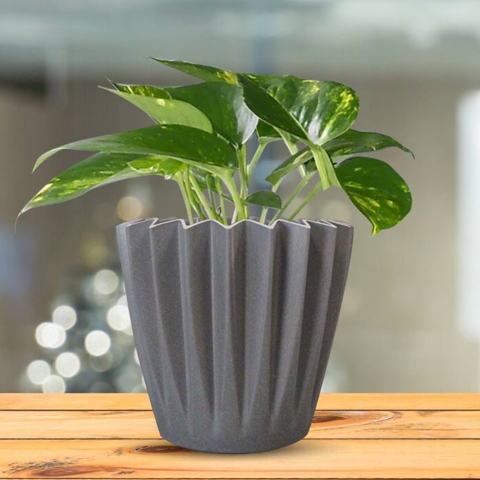 Scindapsus Aureus Indoor Houseplant in a 13cm Nursery Pot with Grey Pot