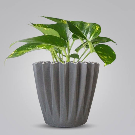 Scindapsus Aureus Indoor Houseplant in a 13cm Nursery Pot with Grey Pot