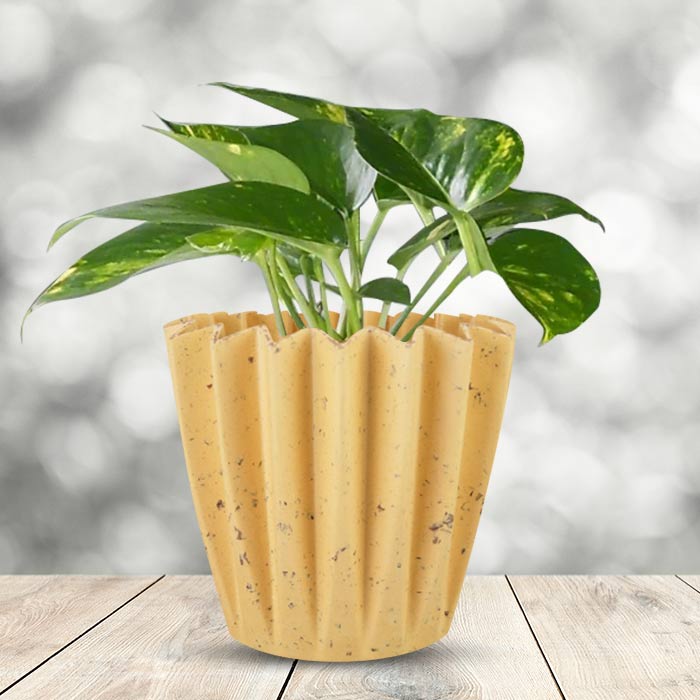 Scindapsus Aureus Indoor House Plant in a 13cm Nursery Pot with Yellow Plant Pot