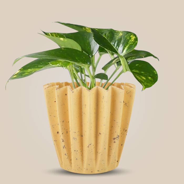 Scindapsus Aureus Indoor House Plant in a 13cm Nursery Pot with Yellow Plant Pot