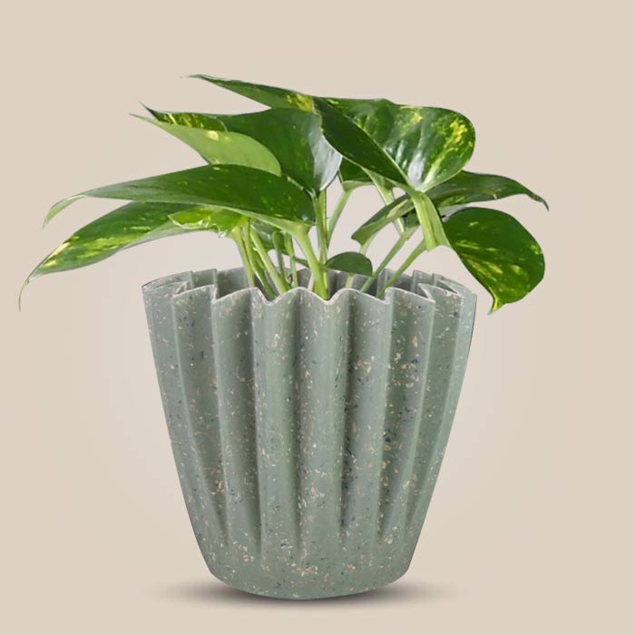 Scindapsus Aureus Houseplant in a 13cm Nursery Pot with Sage Green Pot