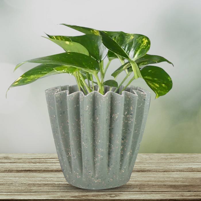 Scindapsus Aureus Houseplant in a 13cm Nursery Pot with Sage Green Pot