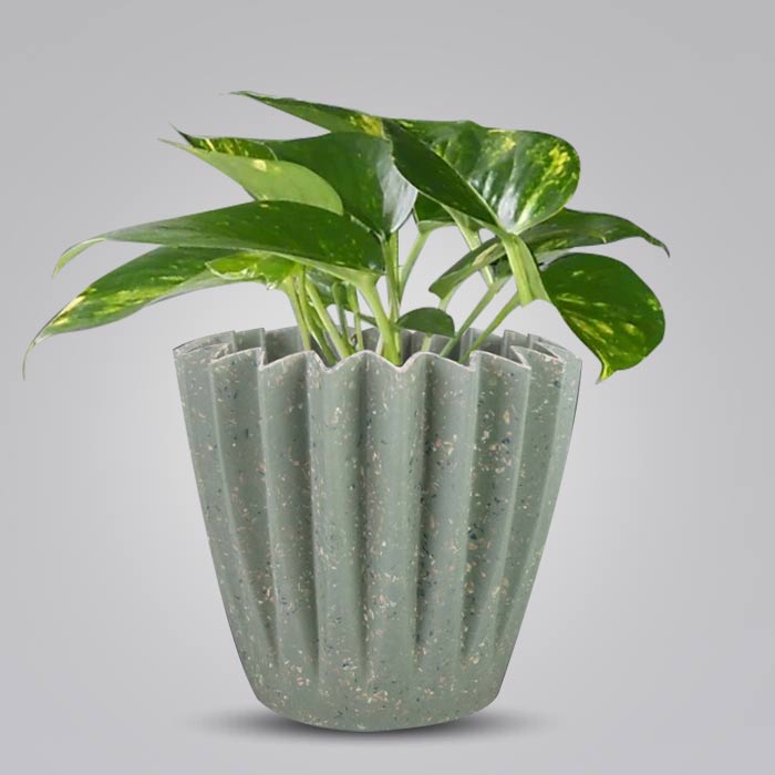 Scindapsus Aureus Houseplant in a 13cm Nursery Pot with Sage Green Pot