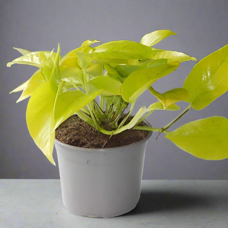 Golden Pothos (Scindapsus Golden Queen Houseplant)