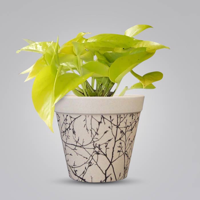 Scindapsus Golden Queen Houseplant in a 13cm Nursery Pot with Bamboo Plant Pot