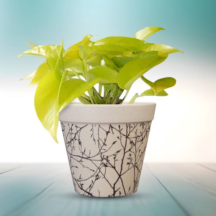 Scindapsus Golden Queen Houseplant in a 13cm Nursery Pot with Bamboo Plant Pot