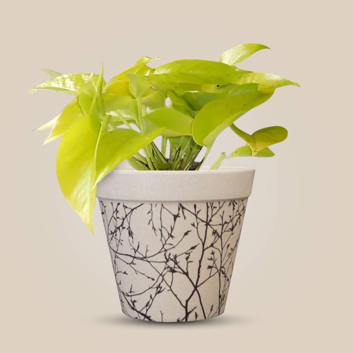 Scindapsus Golden Queen Houseplant in a 13cm Nursery Pot with Bamboo Plant Pot