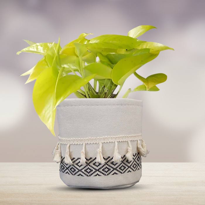 Scindapsus Golden Queen House Plant in a 13cm Nursery Pot with Cotton Pot