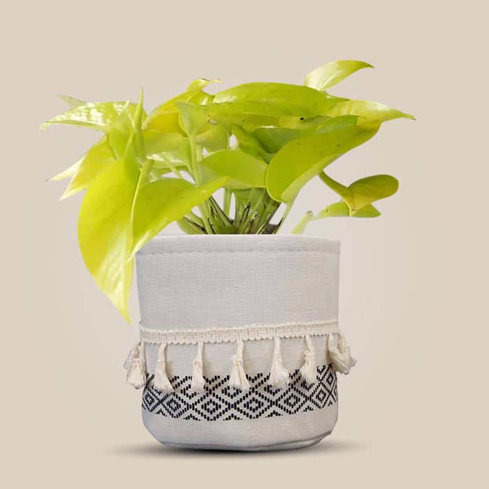 Scindapsus Golden Queen House Plant in a 13cm Nursery Pot with Cotton Pot