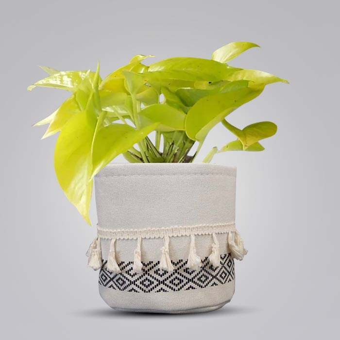 Scindapsus Golden Queen House Plant in a 13cm Nursery Pot with Cotton Pot