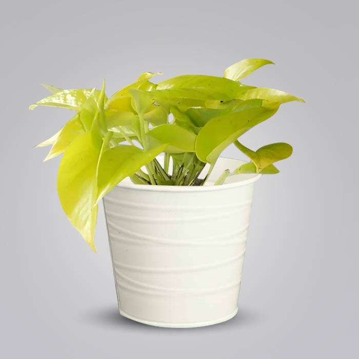 Scindapsus Golden Queen Indoor Plant in a 13cm Nursery Pot with White Metal Pot