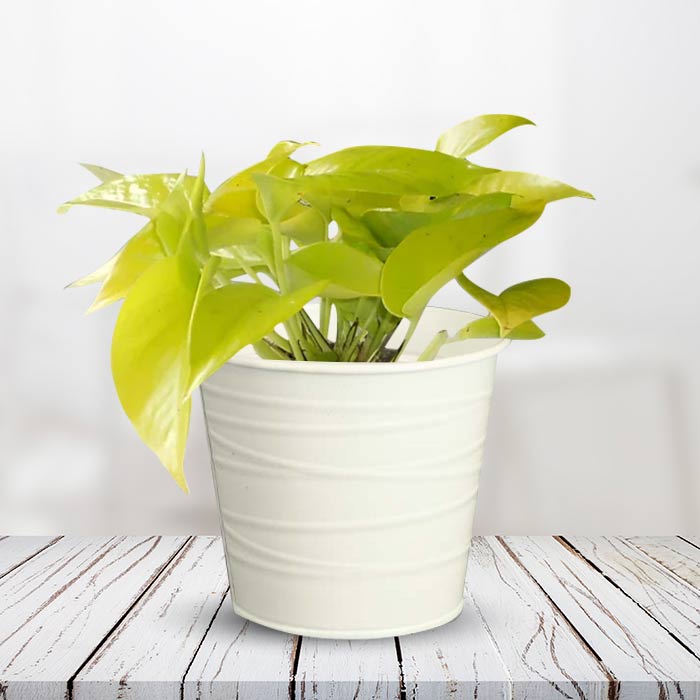 Scindapsus Golden Queen Indoor Plant in a 13cm Nursery Pot with White Metal Pot