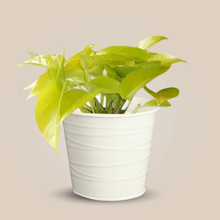 Scindapsus Golden Queen Indoor Plant in a 13cm Nursery Pot with White Metal Pot