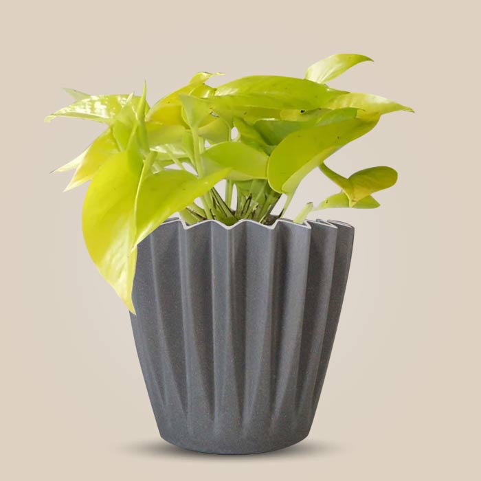 Scindapsus Golden Queen Indoor Houseplant in a 13cm Nursery Pot with Grey Pot