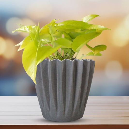 Scindapsus Golden Queen Indoor Houseplant in a 13cm Nursery Pot with Grey Pot